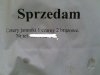Sprzedam 4 jamniki