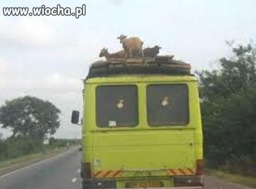 O kogucie na dachu słyszałam ale o kozach...