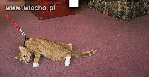 Chodź kotek na spacerek