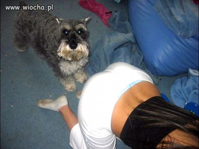 Taaa, to dopiero pies na baby