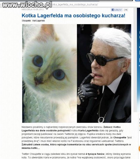 Kot ma osobistego kucharza,