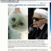 Kot ma osobistego kucharza,
