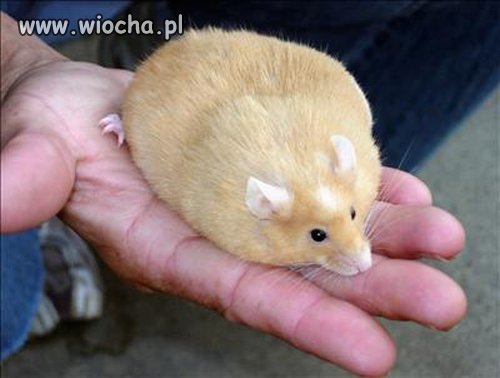 Mały puszysty grubasek