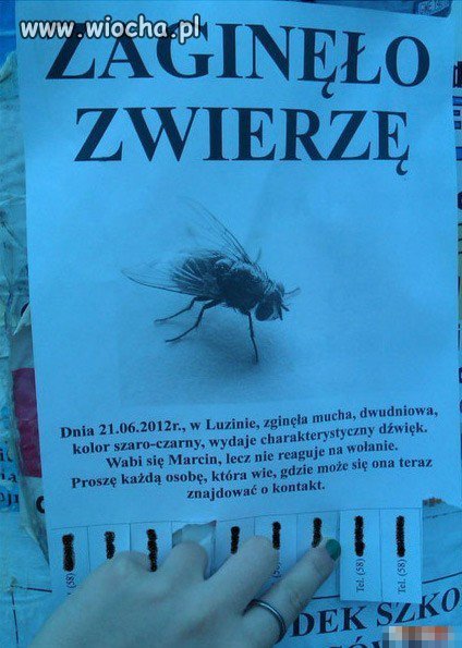 Zginęło Zwierzę