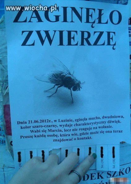 Zginęło Zwierzę
