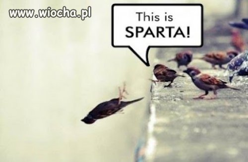 This is SPARTA