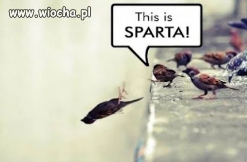 This is SPARTA