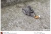 Jakim trzeba być debilem