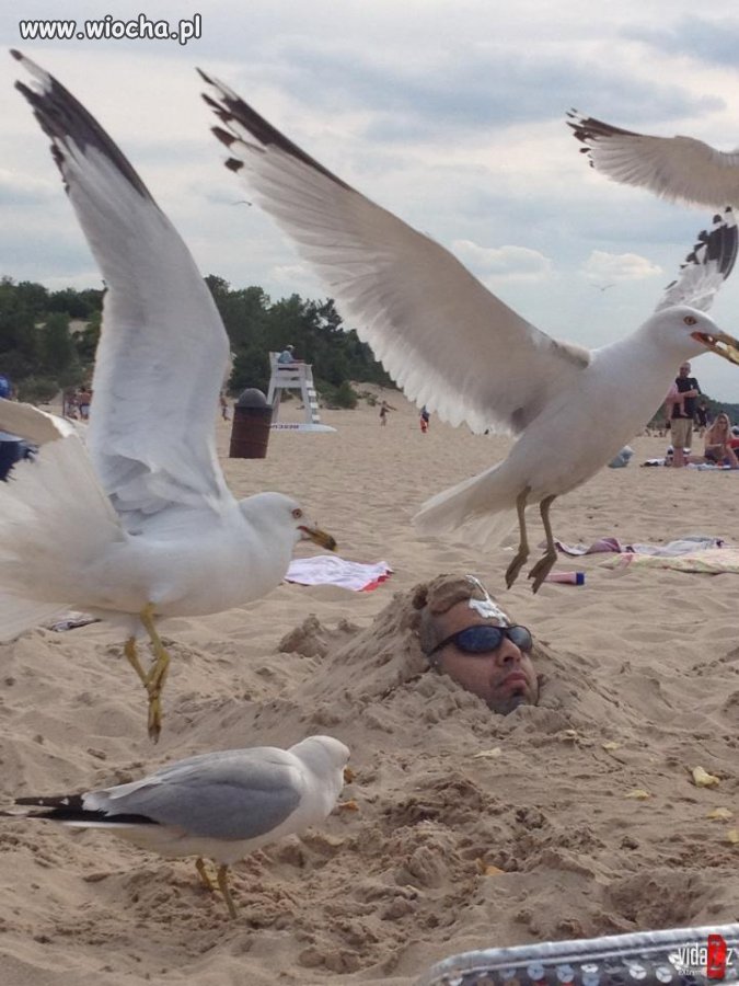 Takie tam na plaży 