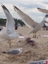 Takie tam na plaży 