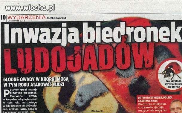 Biedronki ludojady...