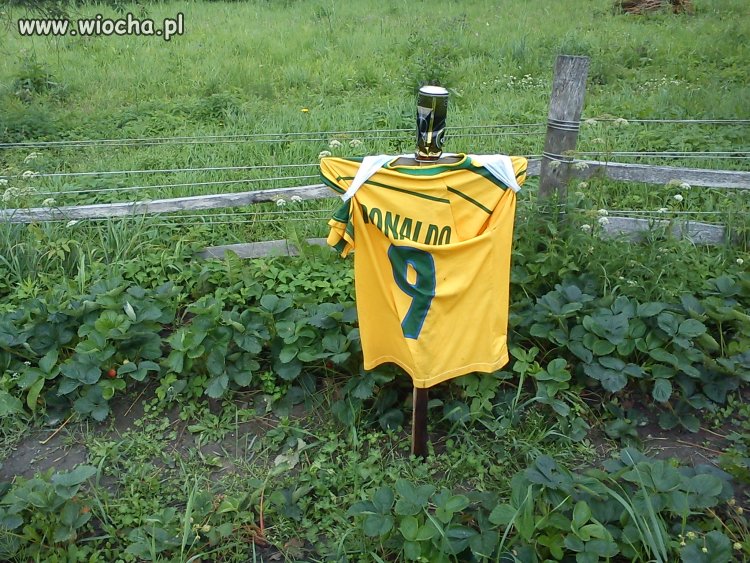 Pomysł na odstraszenie pasożytów z pola 