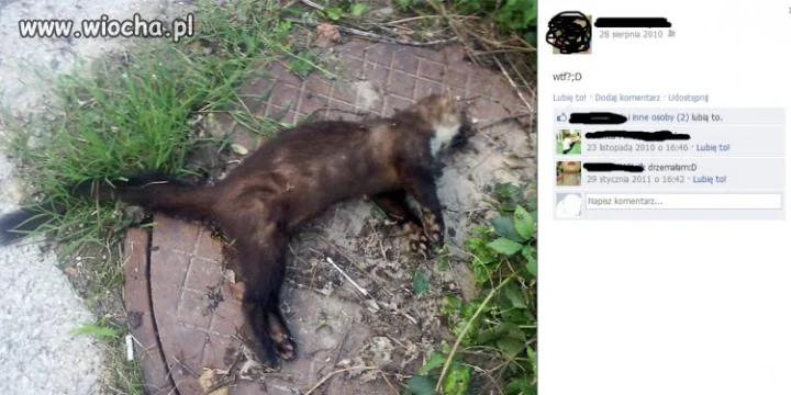 Poczucie humoru