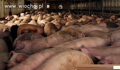 Kto widzi maciore