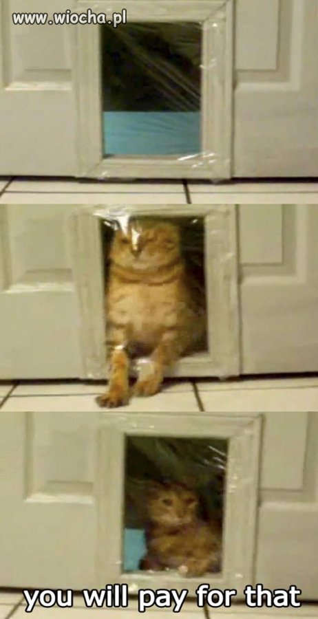 Cat prank 