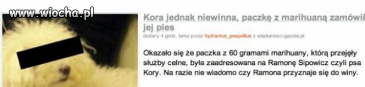 Pies Kory ??