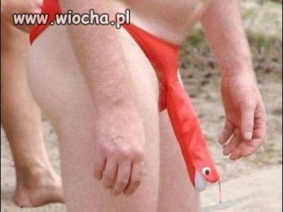 Słyszałem że węża ma się w kieszeni