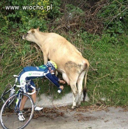 Zachciało się mleka