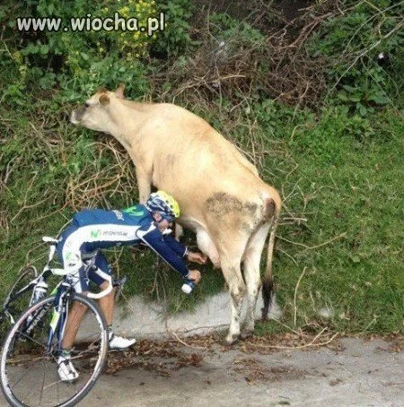 Zachciało się mleka