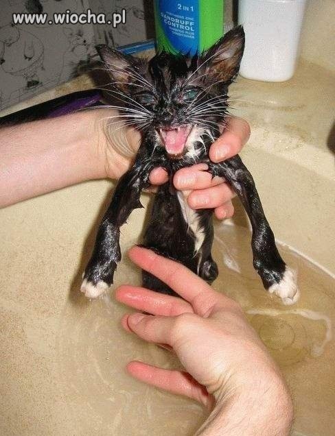 Gremlin live