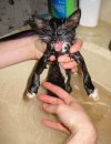 Gremlin live
