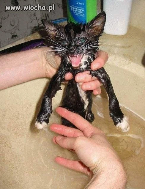 Gremlin live