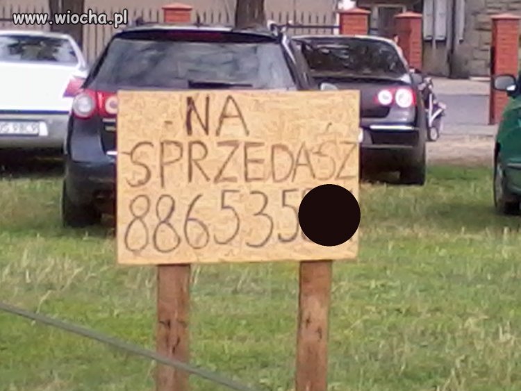 Czy Polacy głupieją