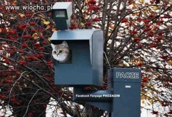 Wszedzie pacze