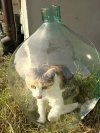 Wyhoduj własne "Cat Bonsai" 