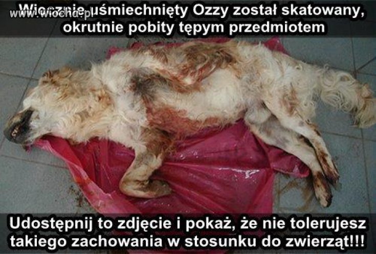 Niektorzy ludzie to bestie!