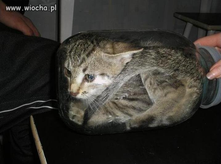 Kolejny psychol pastwi się nad kotem . 