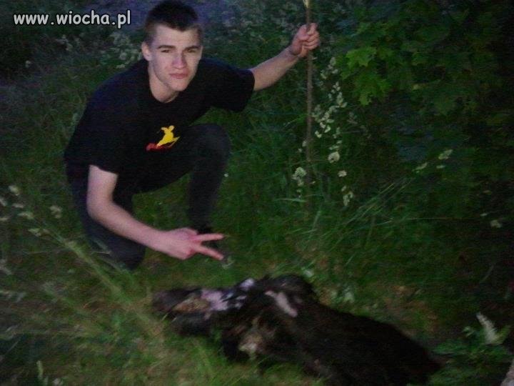 Lans przy martwym dziku...