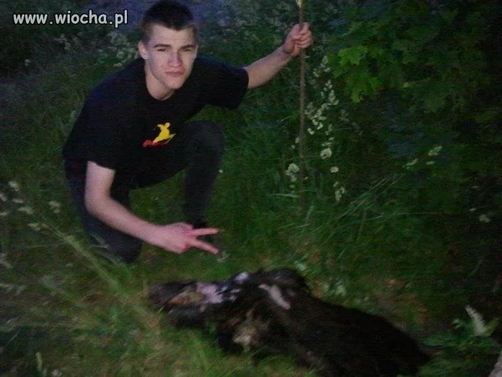 Lans przy martwym dziku...