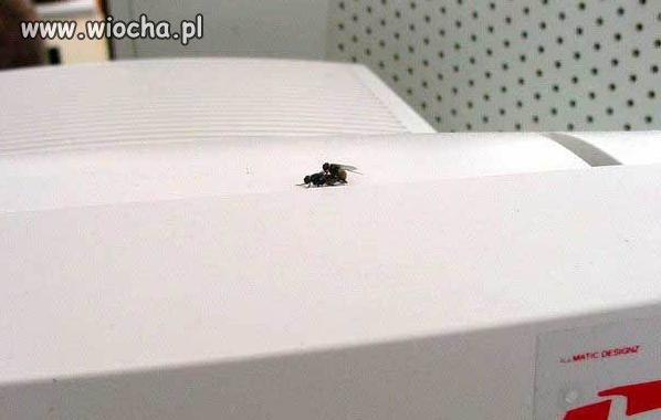 Mucha muche!