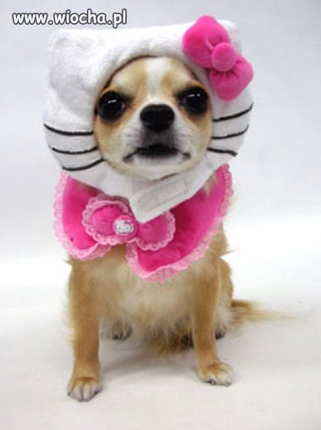 Hellochihuahua...