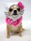 Hellochihuahua...