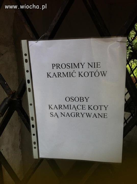 Głodówka dla kotów