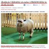 Bo jak kraść to 16 owiec...