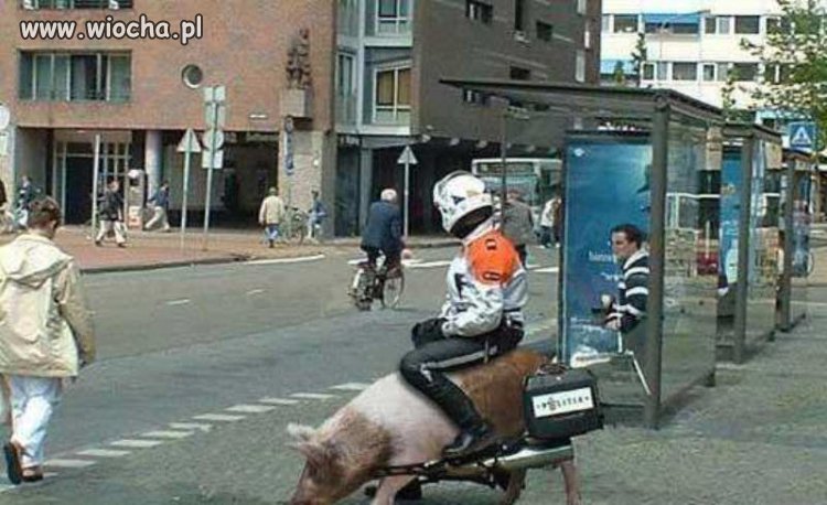 Inni jeżdzą na rowerach motorach i konną...