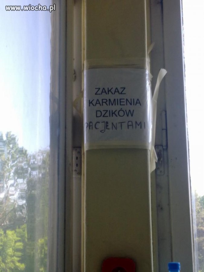 Zakaz karmienia dzików