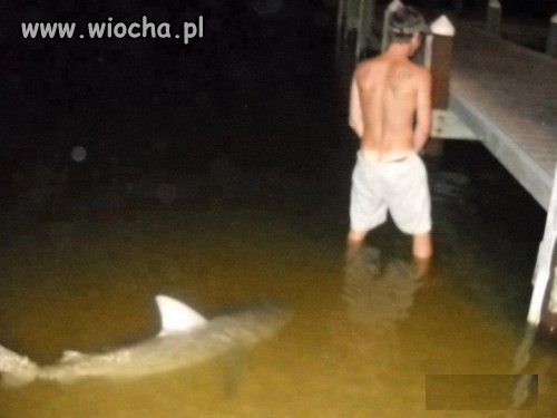 W krzakach byłoby bezpieczniej...