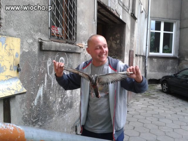 Martwy ptak zawsze spoko.