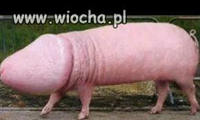Hahahha 