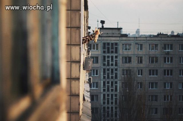 Panienka z okienka?