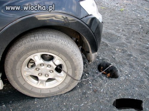 Głupota ludzka