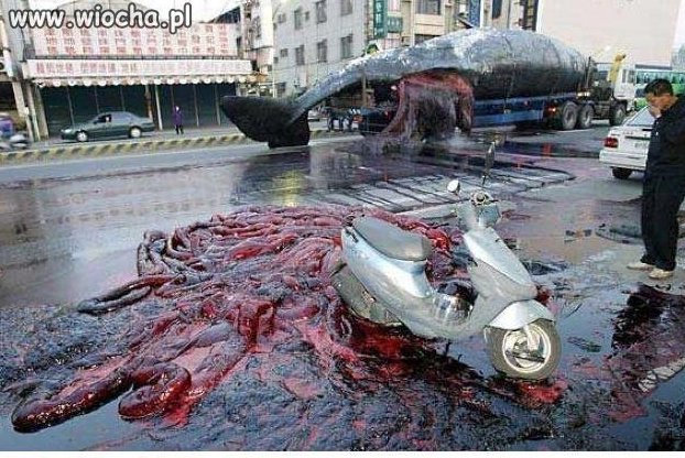Japonia. Ta ryba jest nieświeża