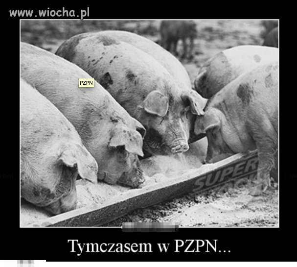 PzPn czyli świnie przy korycie