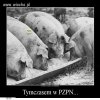 PzPn czyli świnie przy korycie