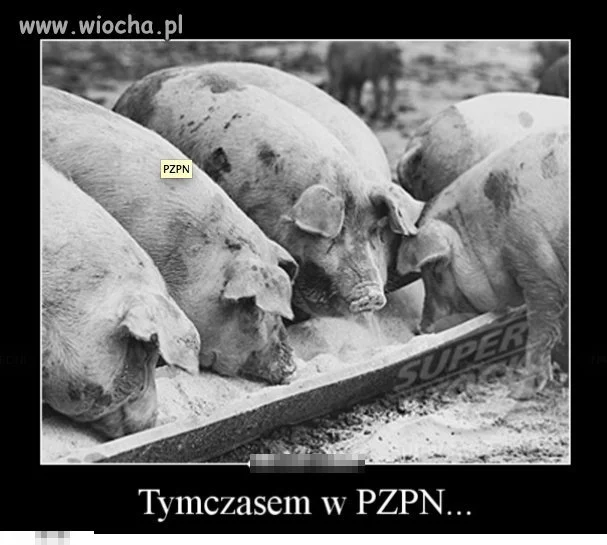PzPn czyli świnie przy korycie