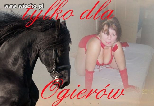 Tylko dla ogierów...
